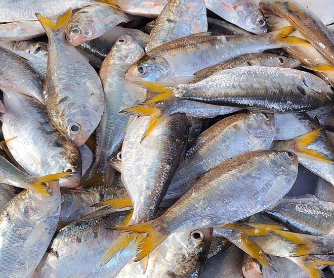 Cá mòi là đặc sản nổi tiếng, được ví như lộc trời