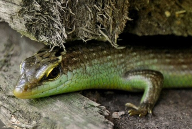 Rắn mối là đặc sản ở Đồng Nai, thịt rắn thơm, ngọt, có thể làm thành nhiều món ăn ngon