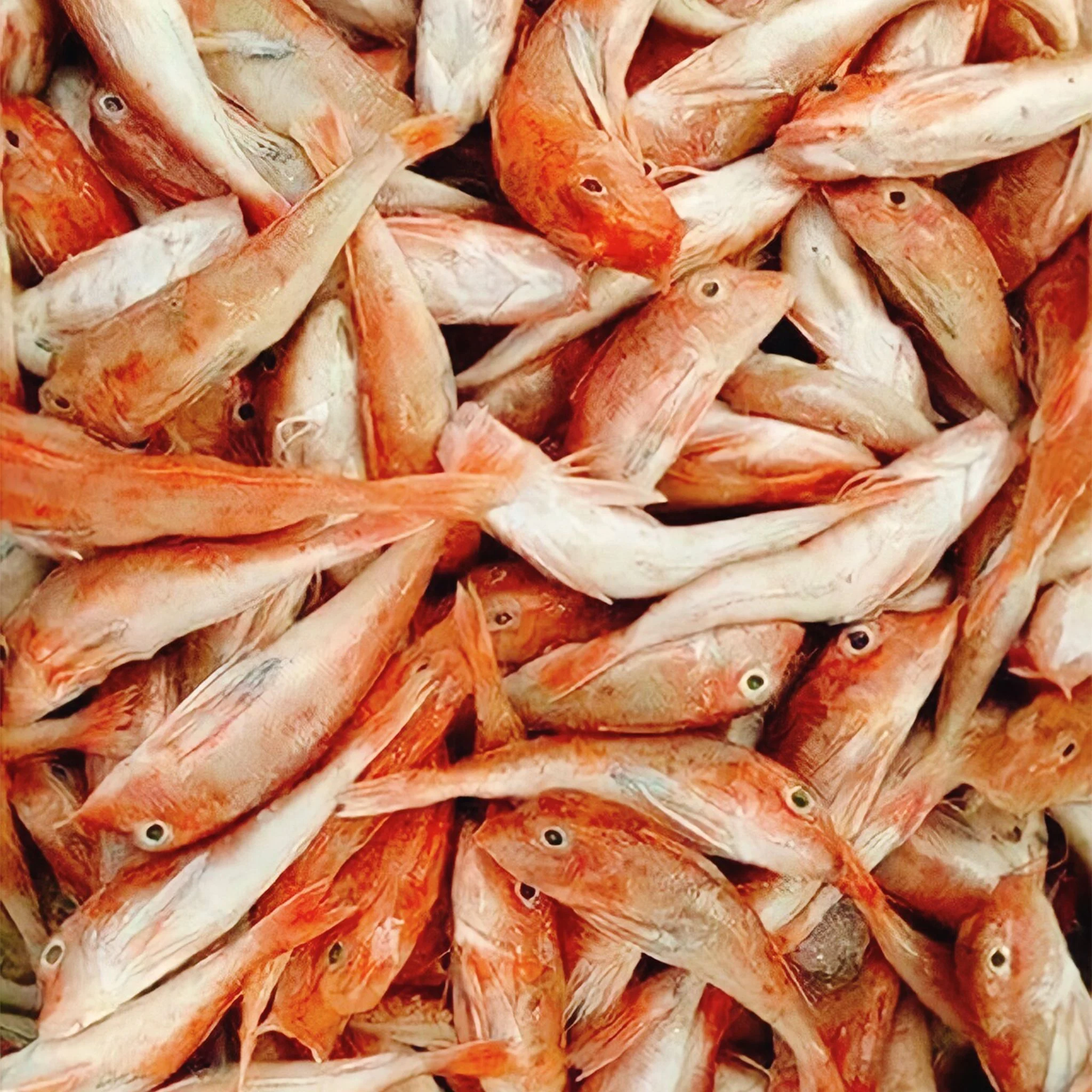 Loại cá này có thịt thơm ngọt, 10 kg cá tươi mới cho ra 4 - 4,5 kg cá chuồn một nắng