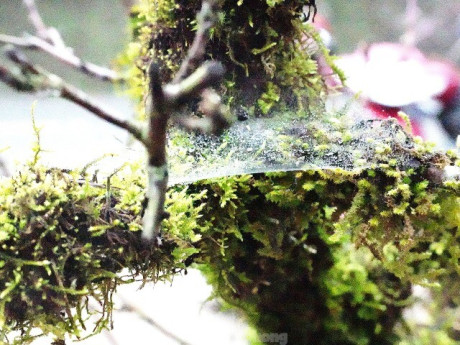 Đào cổ cuốn rêu, đào đá Tây Bắc rục rịch về phố