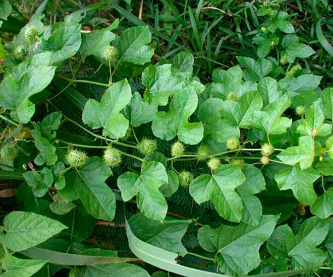 Cây leo hàng rào cũ cho lợn ăn, giờ trở thành một đặc sản trong thành phố vì hương vị đặc biệt của nó, tốt cho sức khỏe - 1