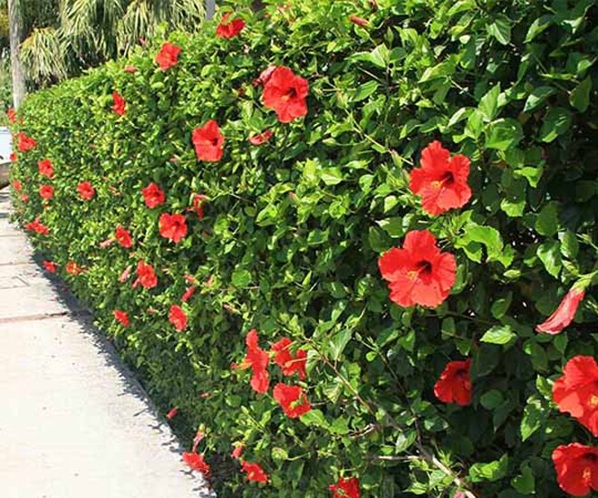 Cây Hibiscus mọc trong hàng rào, lá và hoa của cây này được sử dụng làm nguyên liệu cho một số món ăn mà ít người biết