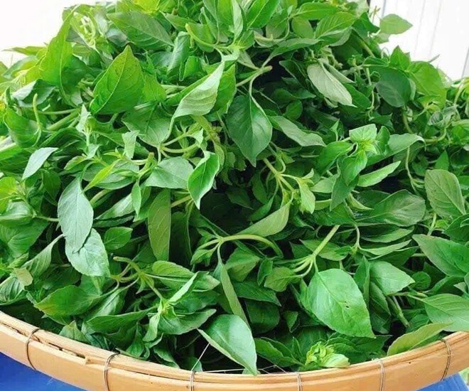 Lá é có mùi thơm tinh dầu, được sử dụng làm nguyên liệu cho nhiều món ăn 
