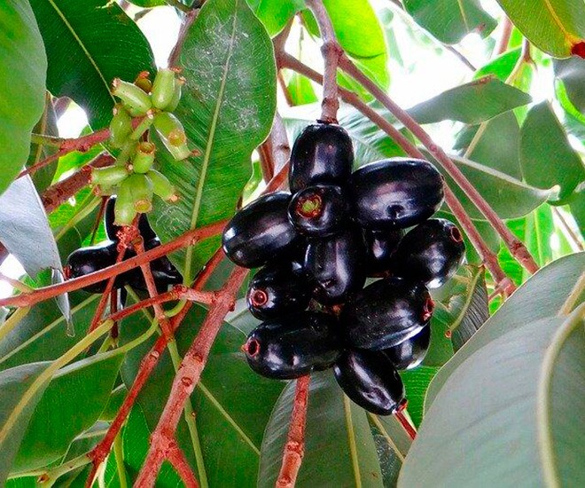 Ngoài quả trâm, từ xưa bà con địa phương đã hái lá trâm để kết hợp trong nhiều món ăn đặc sản