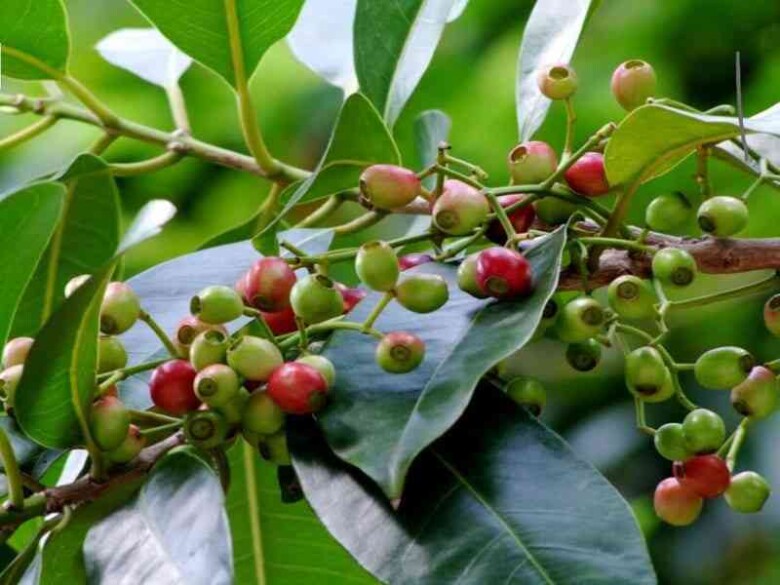Lá trâm sắn có vị hàn the, đắng, chát và tỏa ra hương thơm tinh dầu thoang thoảng.