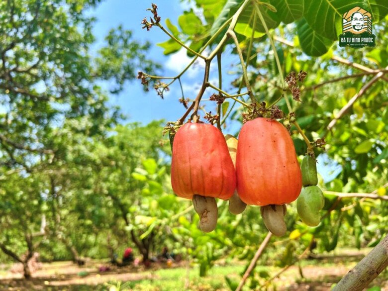 Trái cây có một cái tên kỳ lạ, trước khi gốc bây giờ là một món ăn yêu thích được ưa chuộng bởi người dân thành phố, tốt cho sức khỏe - 3