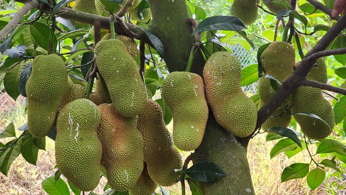Loại quả có tên rất lạ trước không ai biết đến nay thành đặc sản nổi tiếng được săn lùng khắp nơi hương vị đặc biệt - 2
