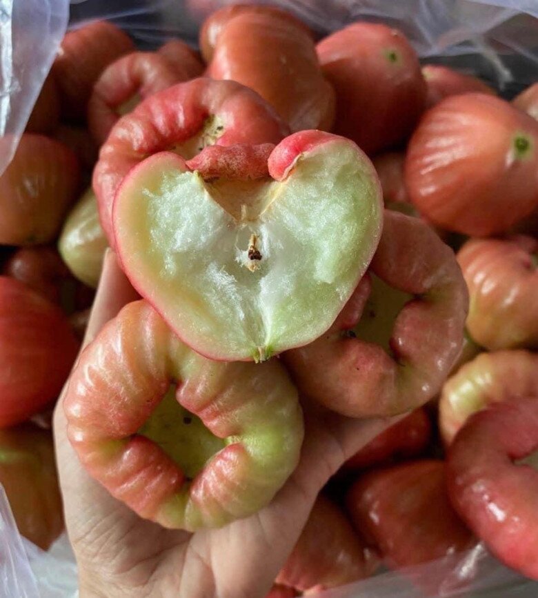 Thịt quả dày, hạt bé xíu