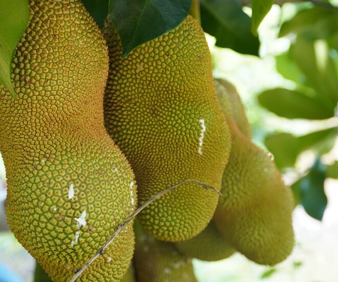 Loại quả có tên rất lạ trước không ai biết đến nay thành đặc sản nổi tiếng được săn lùng khắp nơi hương vị đặc biệt - 1