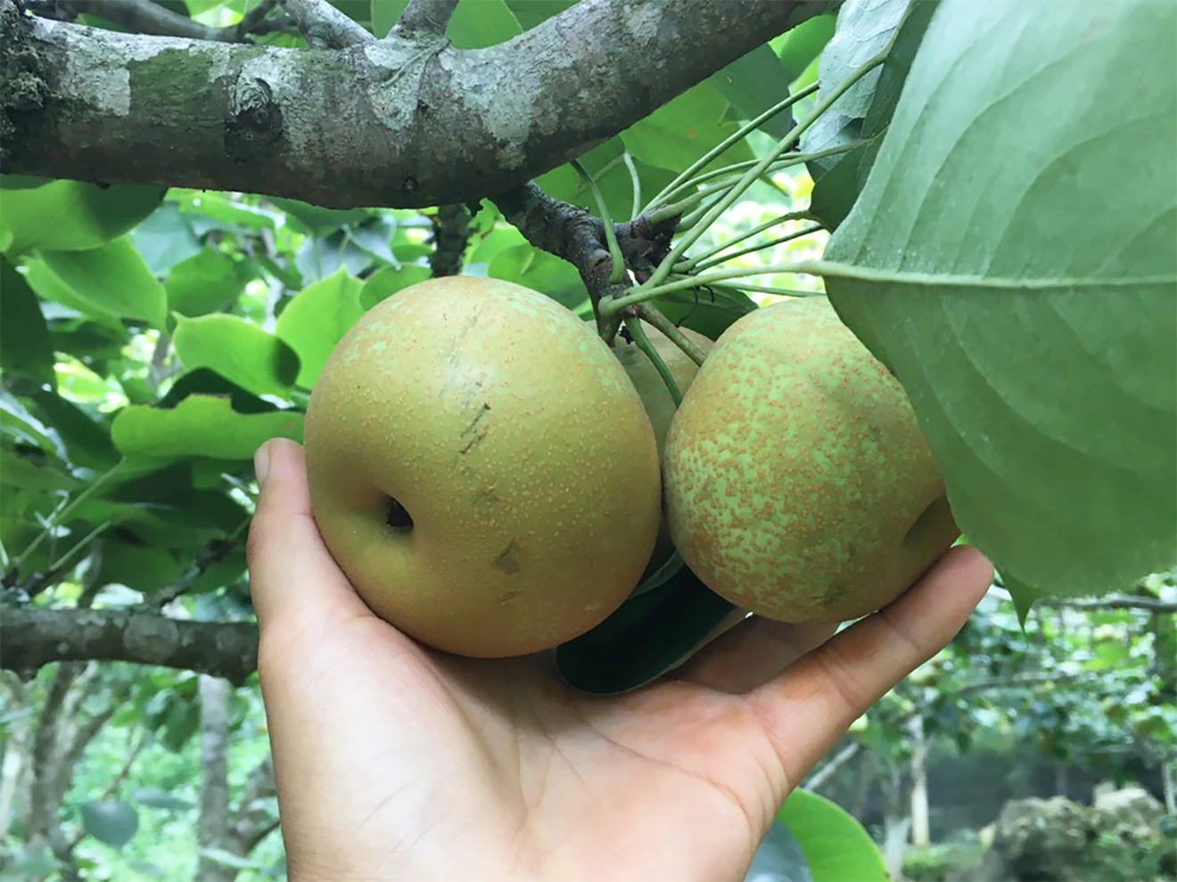 Trái cây có một cái tên rất kỳ lạ, trong quá khứ, không ai ăn nó giờ đã trở thành một đặc sản đầy đủ các thị trường, tốt cho sức khỏe - 2