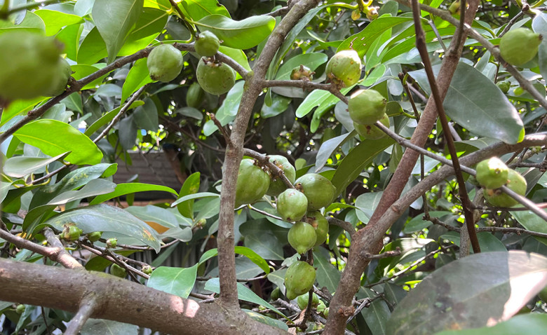 Mùa rừng bắt đầu vào tháng 8, kéo dài khoảng 2 tháng sau