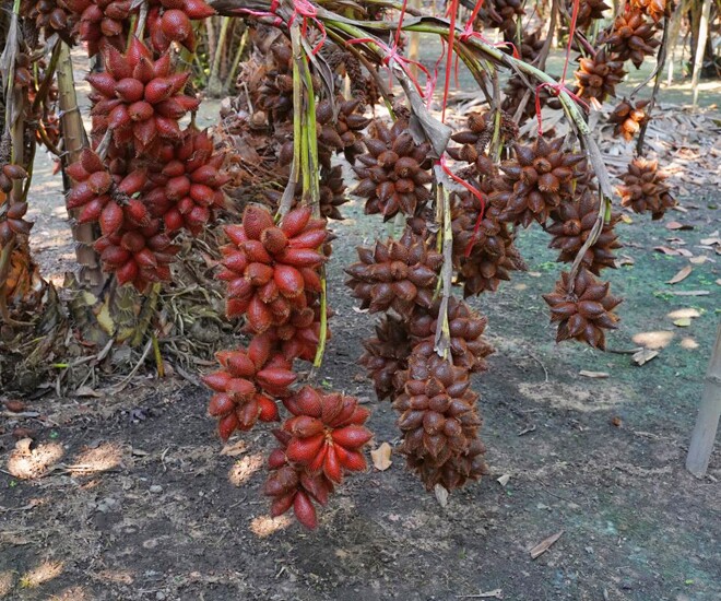 Trái cây có một cái tên rất kỳ lạ, trong quá khứ, không ai biết rằng cho đến nay là một đặc sản trong thành phố có hương vị chua ngọt, tốt cho sức khỏe - 1