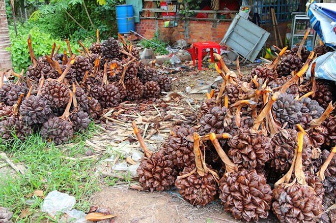 Loại quả rừng ngày xưa rụng khắp nơi không ai ăn, nay thành đặc sản có hương vị đặc biệt giá 160.000 đồng/kg, tốt cho sức khỏe - 4