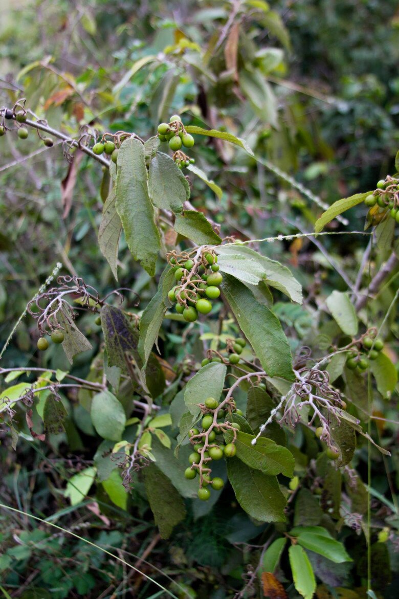 Loại quả gây thương nhớ này hiện nay trở thành đặc sản lạ được nhiều người tìm mua về ăn thử