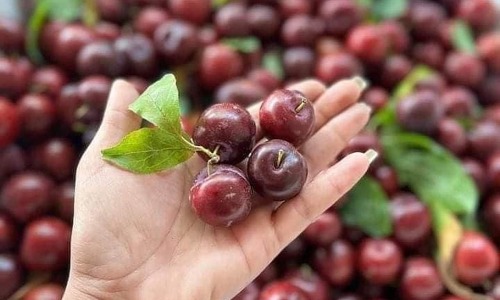 Dù có kích thước bé nhưng mận cherry có vị ngọt nhiều hơn vị chua