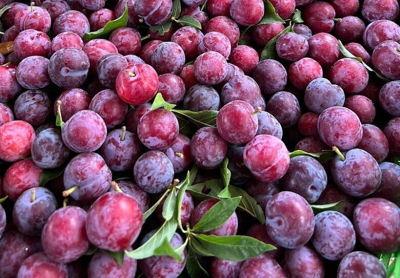 Thời gian thu hoạch mận cherry chín đỏ tương đối ngắn, chỉ khoảng nửa tháng nên nhiều người tranh thủ đặt mua về thưởng thức. 