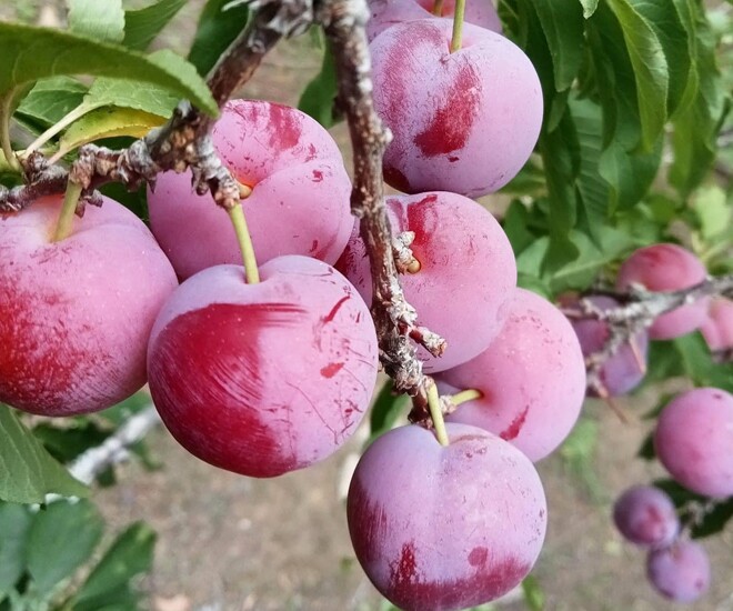 Mận cherry ngọt, róc hạt, được ưa chuộng trên thị trường