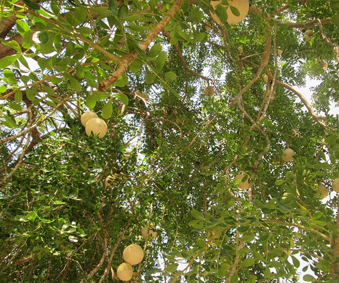 Cây quách vốn mọc hoang dại, sau đó được người dân miền Tây trồng để bán ra thị trường