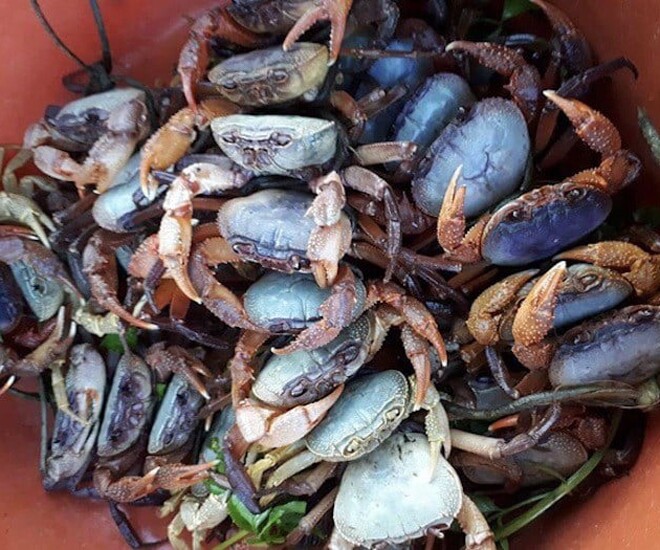 Ban đêm là thời điểm cua ra ngoài kiếm ăn, đó cũng là lúc người dân Hà Giang vào rừng săn cua núi đá