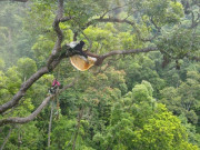 Sức khỏe - "Lộc trời" nằm vắt vẻo trên cây, xưa giá rẻ như cho nay thành đặc sản vang danh khắp nơi giá tiền triệu, tốt cho sức khỏe