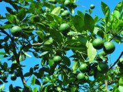 Sức khỏe - Loại lá tỏa ra mùi thơm đặc biệt, xưa giá rẻ như cho nay thành đặc sản xuất khẩu ra nước ngoài, được ví như kháng sinh tự nhiên