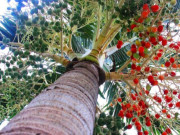 Tin tức - Cây cho quả quen thuộc lên chậu thành bonsai, vừa đẹp vừa đem lại tài lộc, giá tiền triệu vẫn được "săn lùng"