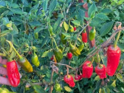 Sức khỏe - Loại quả có tên rất lạ, xưa không ai biết đến nay thành đặc sản ở thành phố giá 250.000 đồng/kg, nhiều tác dụng với sức khoẻ