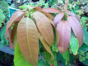 Sức khỏe - Loại lá tưởng không ăn được nay thành đặc sản có hương vị lạ, người thành phố săn lùng, công dụng tuyệt vời
