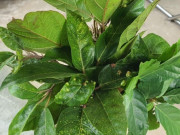 Sức khỏe - Loại lá tưởng không ăn được, nay thành đặc sản hương vị lạ bán ở thành phố giá 65.000 đồng/kg, có tác dụng với sức khỏe