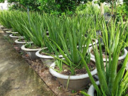 Sức khỏe - Cây dại xưa không ai ngó ngàng, giá rẻ như cho nay thành đặc sản giải nhiệt mùa hè được ưa chuộng, tác dụng tuyệt vời