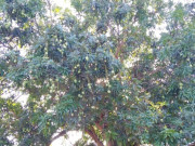 Sức khỏe - Loại quả được khen "ngon nhất thế giới", xưa giá rẻ nay thành đặc sản dân thành phố ưa chuộng, tốt cho sức khỏe