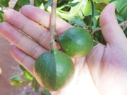 Sức khỏe - Loại hạt ở Việt Nam đắt nhất thế giới, xưa không ai ngó ngàng nay thành đặc sản nổi tiếng khắp nơi, tác dụng tuyệt vời