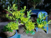 Tin tức - Quả có hình thù lạ trên bàn thờ ngày Tết nay "lên chậu" thành bonsai đẹp mắt, mang lại may mắn tài lộc, giá tới 10 triệu đồng