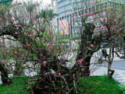 Tin tức - 10 chậu bonsai "siêu khủng" giá tiền tỷ xuất hiện dịp Tết Ất Tỵ 2025, vừa đẹp vừa mang ý nghĩa phong thủy, có cây giá gần 13 tỷ đồng