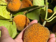 Lifestyle - Loại quả xưa rụng đầy không ai biết đến, nay thành đặc sản được người thành phố ưa chuộng, hương vị lạ lẫm