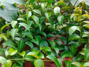 Tiêu dùng - Loại lá xưa rụng đầy không ai biết đến, nay thành đặc sản có hương vị đặc biệt được người thành phố ưa chuộng, 90.000 đồng/kg