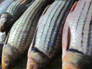 Tiêu dùng - Đặc sản mỗi năm chỉ có một mùa, xưa không ai biết đến nay thành loài cá quý hiếm được "săn lùng", 700.000 đồng/kg