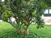 Tiêu dùng - Loại quả xưa không ai biết đến, nay thành đặc sản dân thành phố săn lùng dịp Tết Ất Tỵ vì hương vị lạ, 100.000 đồng/quả
