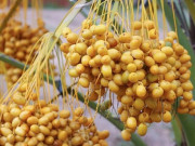 Sức khỏe - Loại quả xưa không ai biết đến, nay thành đặc sản được ưa chuộng vào dịp Tết Nguyên đán, tốt cho sức khỏe