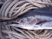 Sức khỏe - Đặc sản tên rất lạ, mỗi năm chỉ có một mùa nay thành đặc sản dân thành phố ưa chuộng, tốt cho sức khỏe