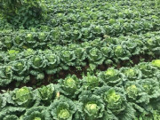 Sức khỏe - Loại rau rẻ tiền ở chợ Việt được khen "tốt nhất thế giới", nay thành đặc sản dân thành phố ưa chuộng, tốt cho sức khoẻ