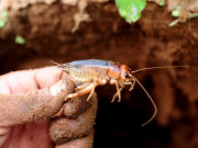 Tiêu dùng - Đặc sản chui lên từ lòng đất, xưa không ai biết đến nay thành món khoái khẩu dân thành phố "săn lùng" khắp nơi, 200.000 đồng/kg