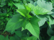 Sức khỏe - Loại rau ở quê xưa cho lợn gà ăn, giờ thành đặc sản xuất hiện trong thực đơn tại nhà hàng vì hương vị đặc biệt, tốt cho sức khỏe