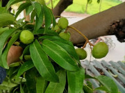 Sức khỏe - Loại quả xưa chín rụng không ai ngó ngàng, giờ thành món khoái khẩu ở thành phố vì hương vị đặc biệt, tốt cho sức khỏe