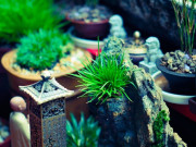 Tin tức - Cây nhìn như cỏ dại lên chậu thành bonsai độc lạ, toả mùi thơm đặc biệt, nhiều người "săn lùng" trưng trong nhà