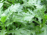 Sức khỏe - Cây dại có tên rất lạ, xưa không ai ăn nay thành đặc sản trong nhà hàng được người thành phố ưa chuộng, tốt cho sức khoẻ