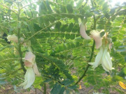 Tiêu dùng - Thứ mọc dại xưa rụng đầy không ai biết đến, nay thành đặc sản nổi tiếng ở thành phố vì hương vị lạ, 100.000 đồng/kg