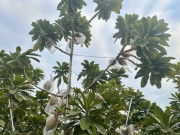 Tiêu dùng - Loại quả xưa không ai biết đến, giờ thành đặc sản dân thành phố ưa chuộng vì hương vị lạ, 300.000 đồng/kg