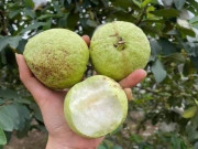 Lifestyle - Loại quả xưa không ai biết đến, nay thành đặc sản nổi tiếng khắp nơi vì hương vị đặc biệt, ai ăn cũng mê