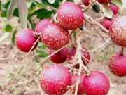 Tiêu dùng - Loại quả xưa không ai biết đến, giờ thành đặc sản dân thành phố ưa chuộng vì hương vị lạ, 130.000 đồng/kg